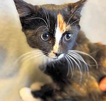 Photo of Saria