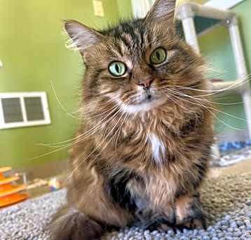 Photo of Marbles