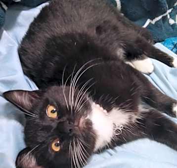 Photo of Kitten