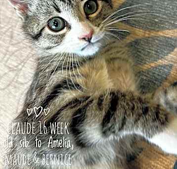 Photo of Claude