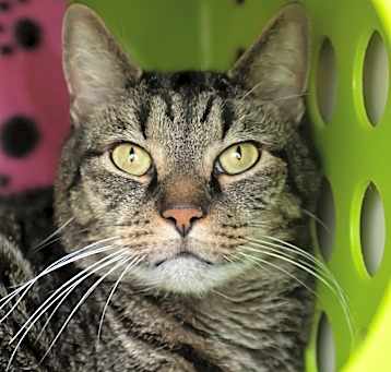 Photo of Tiger