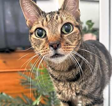Photo of Wheezer