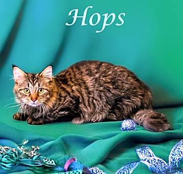 Photo of Hops C25-115