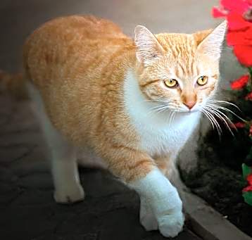 Photo of Mazey
