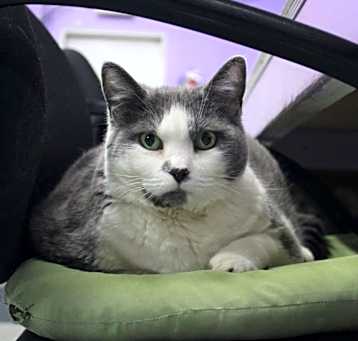 Photo of Kitty