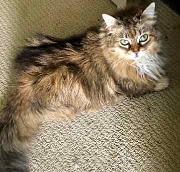 Photo of Zena