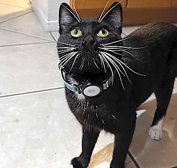 Photo of Cornelius aka Nelly