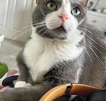 Photo of Griselda