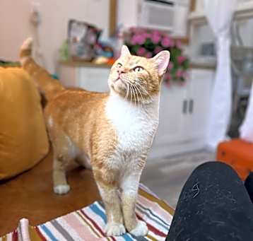 Photo of Romeo Tony Lasagna