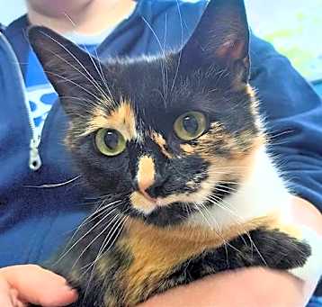 Photo of GINGER