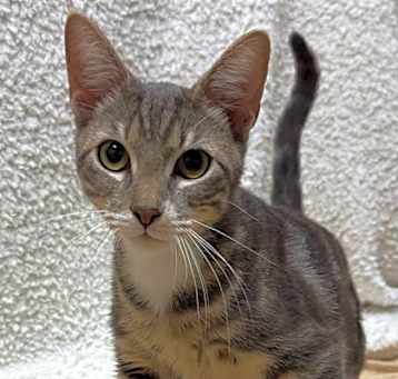 Photo of Pear