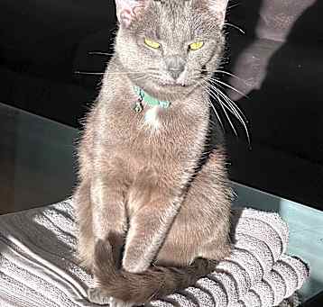 Photo of Goliath