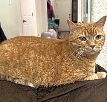 Photo of Pumpkin