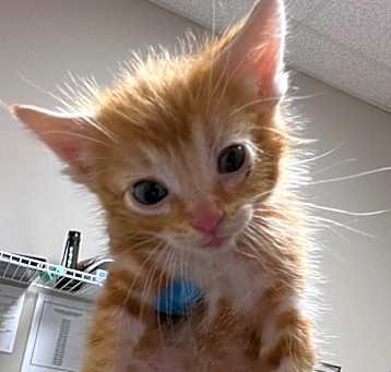 Photo of Pepperoni