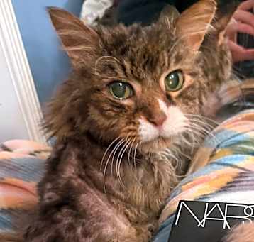 Photo of Tuna