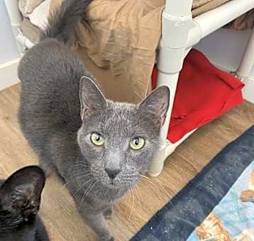 Photo of Baloo