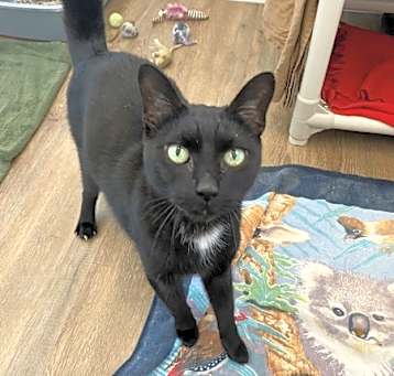 Photo of Merlin