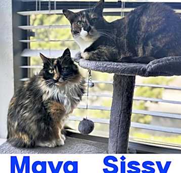 Photo of Sissy