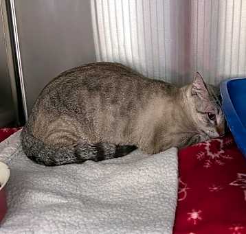 Photo of Rajah
