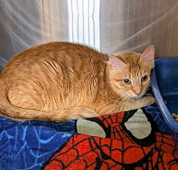 Photo of Bowzer
