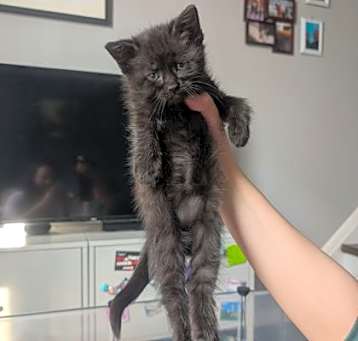 Photo of Pearl