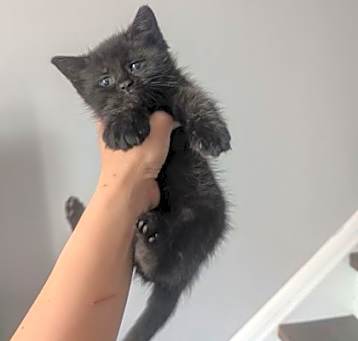 Photo of Brownie
