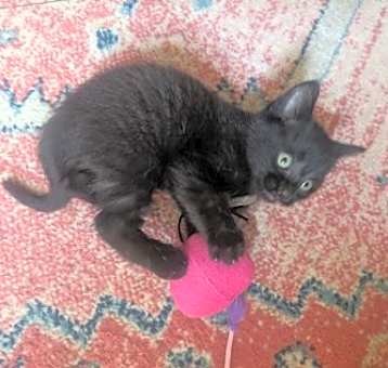Photo of Nibbler