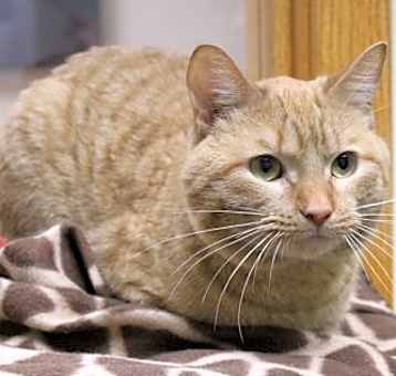 Photo of Ron Weasley