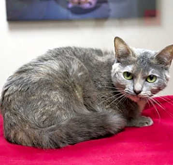 Photo of Topaz