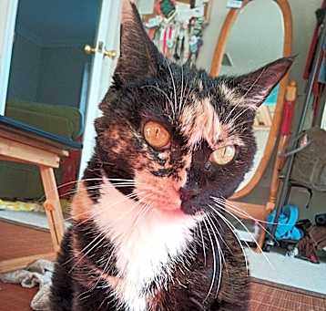 Photo of Sassy