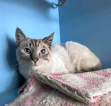 Photo of Piper