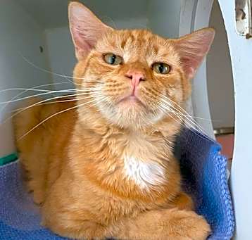 Photo of Asiago
