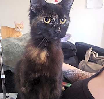 Photo of Midnight