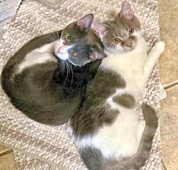Photo of Tiabeanie