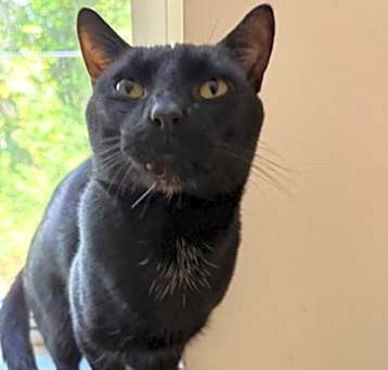 Photo of Bagheera