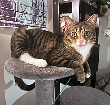 Photo of Pepito
