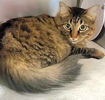 Photo of OPHELIA