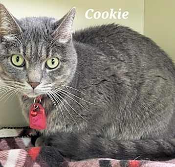 Photo of Cookie