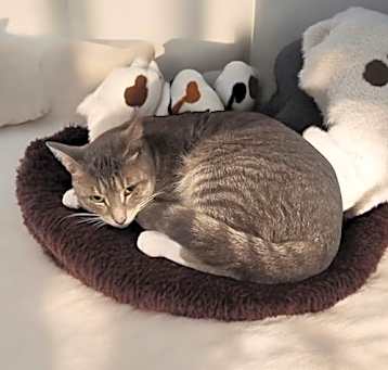 Photo of KitKat