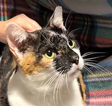 Photo of Sorrel