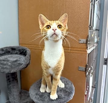 Photo of Peaches