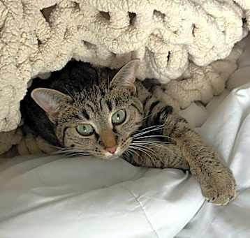 Photo of Potato