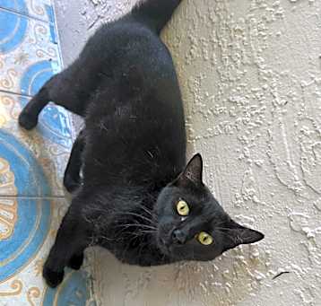 Photo of Piper (In Foster)