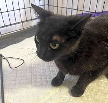 Photo of Shadow (Mall of NH)