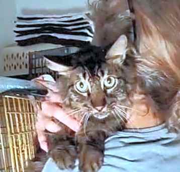 Photo of Zuzy (In Foster)