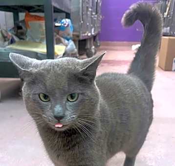Photo of SUEDE
