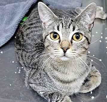 Photo of Stella