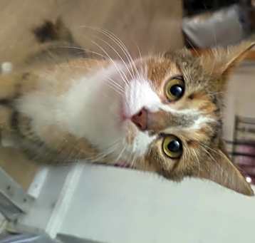 Photo of Cleo