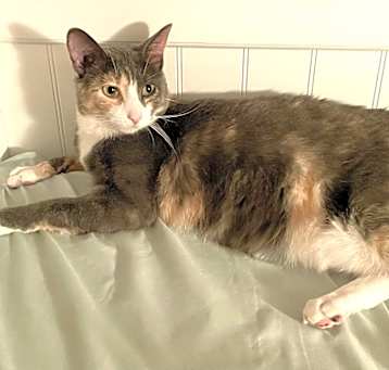 Photo of Luna