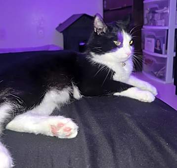 Photo of Oreo
